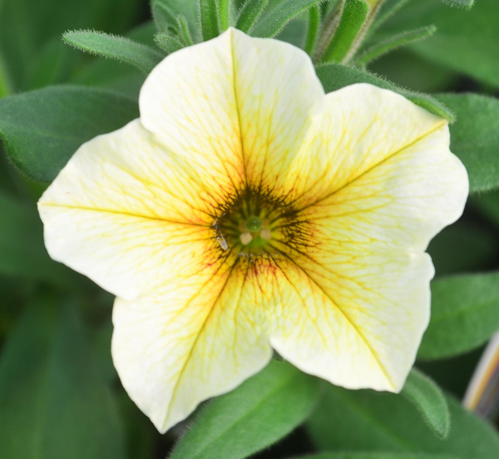 Petchoa SuperCal Premium 'French Vanilla' - Petchoa from Hillcrest Nursery