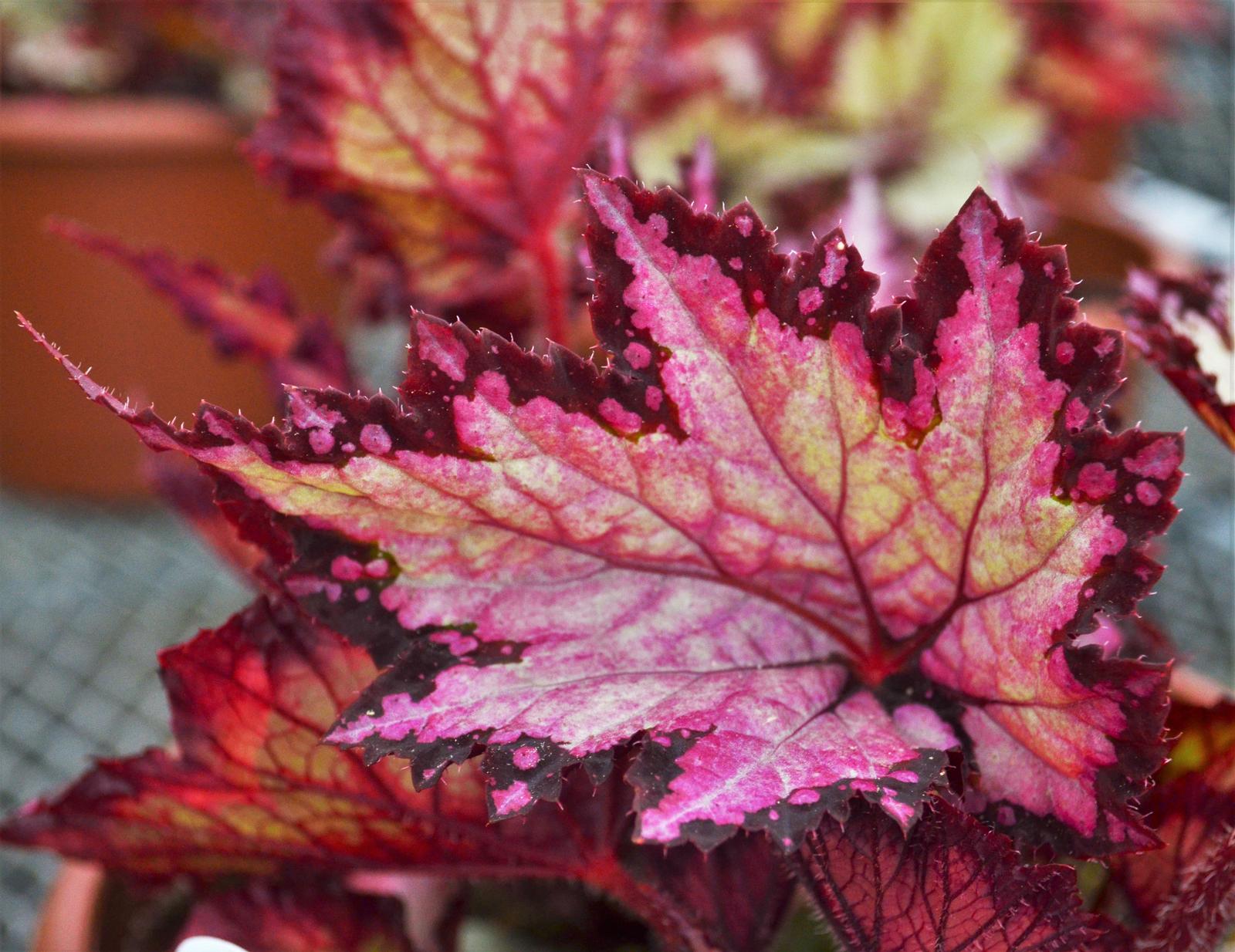 Begonia rex Jurassic 'Pink Shades' - Begonia Rex from Hillcrest Nursery