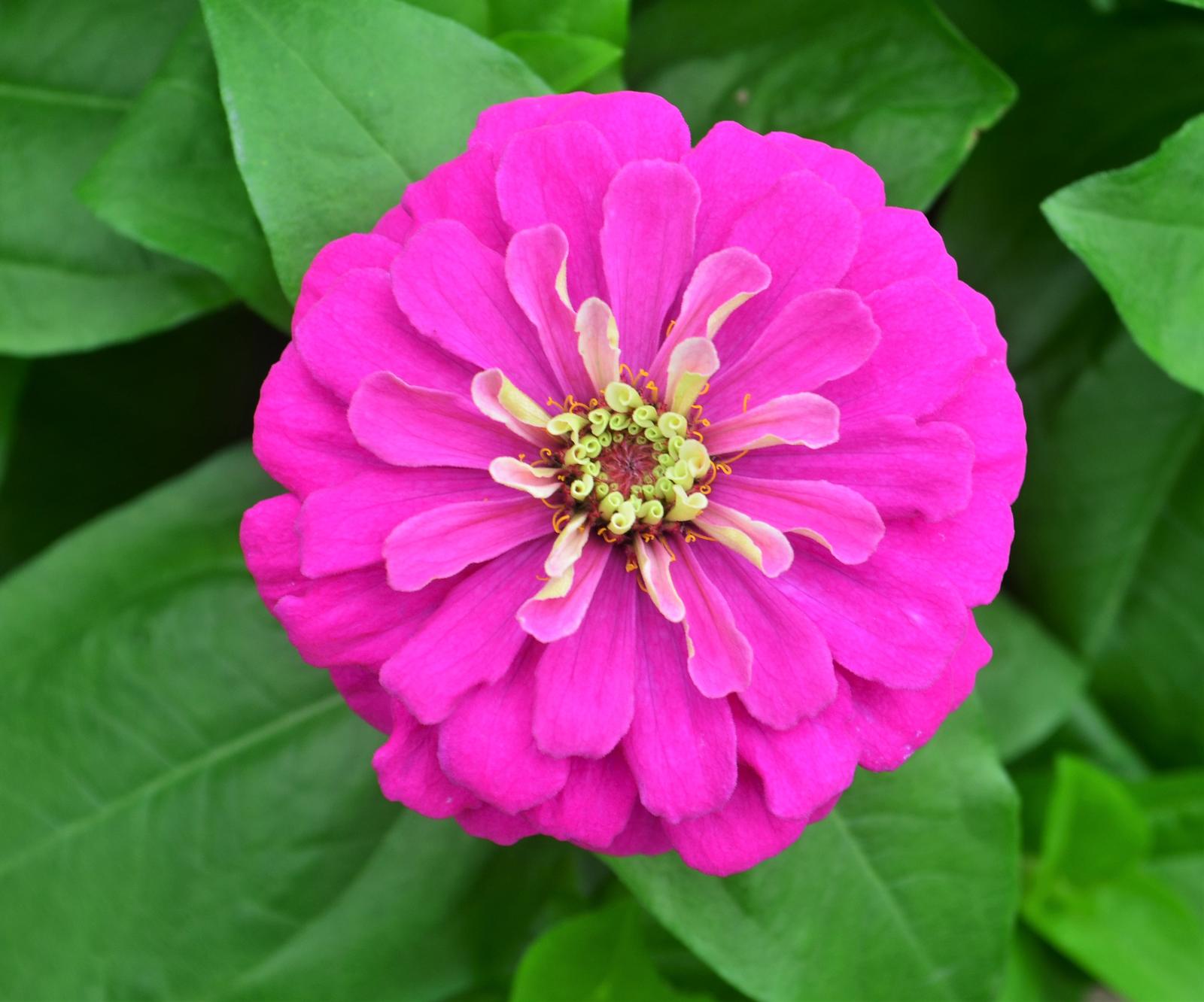 Zinnia Zesty 'Purple' - Zinnia from Hillcrest Nursery