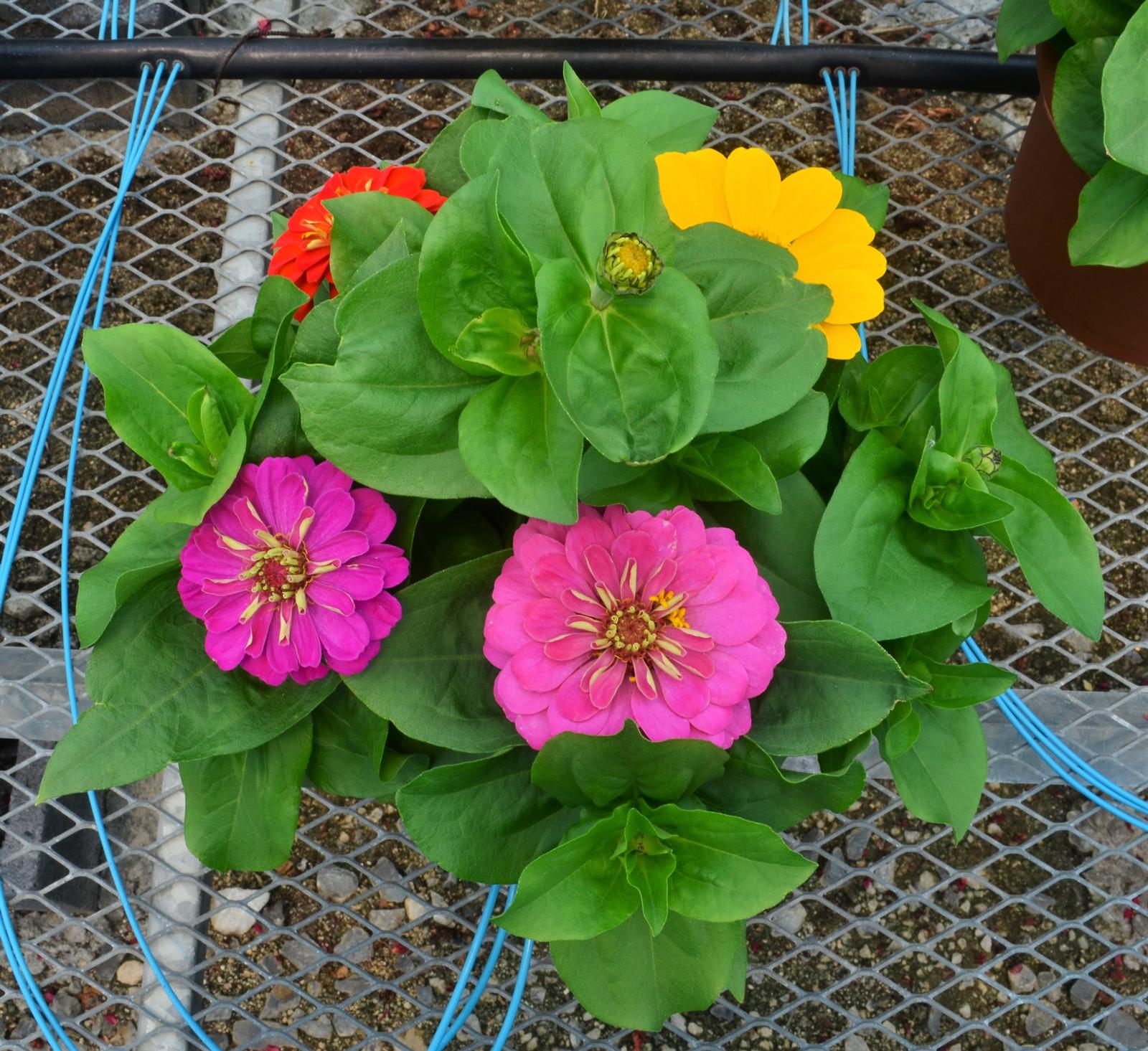 Zinnia Zesty 'Mix' - Zinnia from Hillcrest Nursery