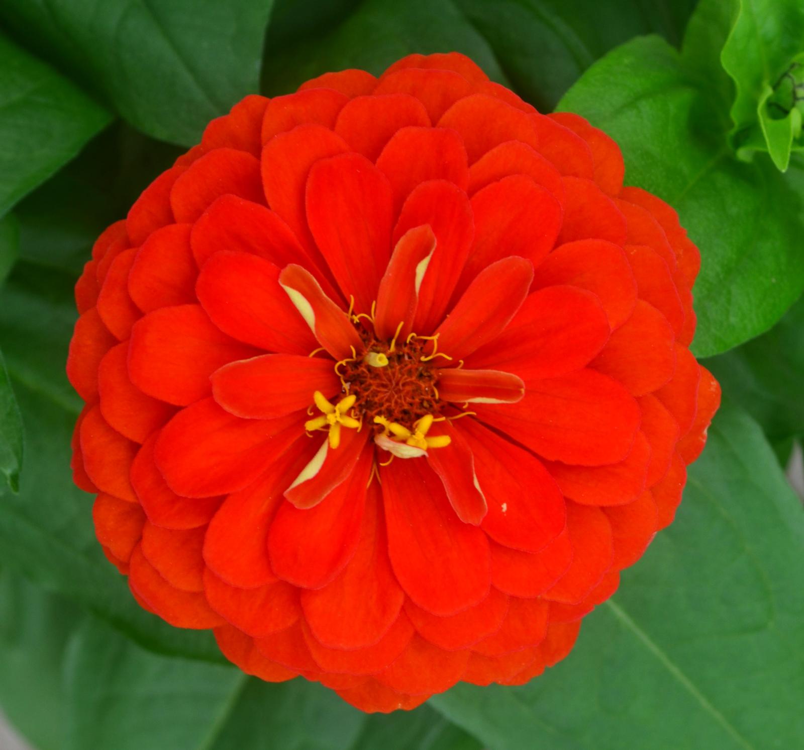 Zinnia Zesty 'Scarlet' - Zinnia from Hillcrest Nursery