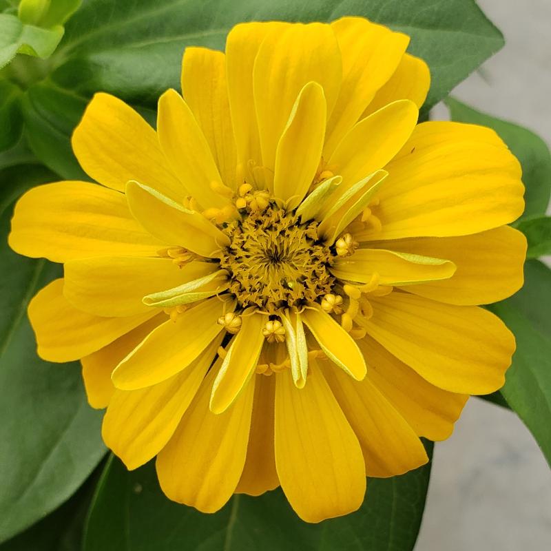 Zinnia Zesty 'Yellow' - Zinnia Zesty Yellow from Hillcrest Nursery