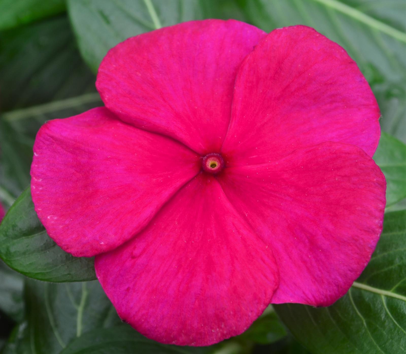 Catharanthus roseus Cora XDR 'Hotgenta' - Vinca from Hillcrest Nursery