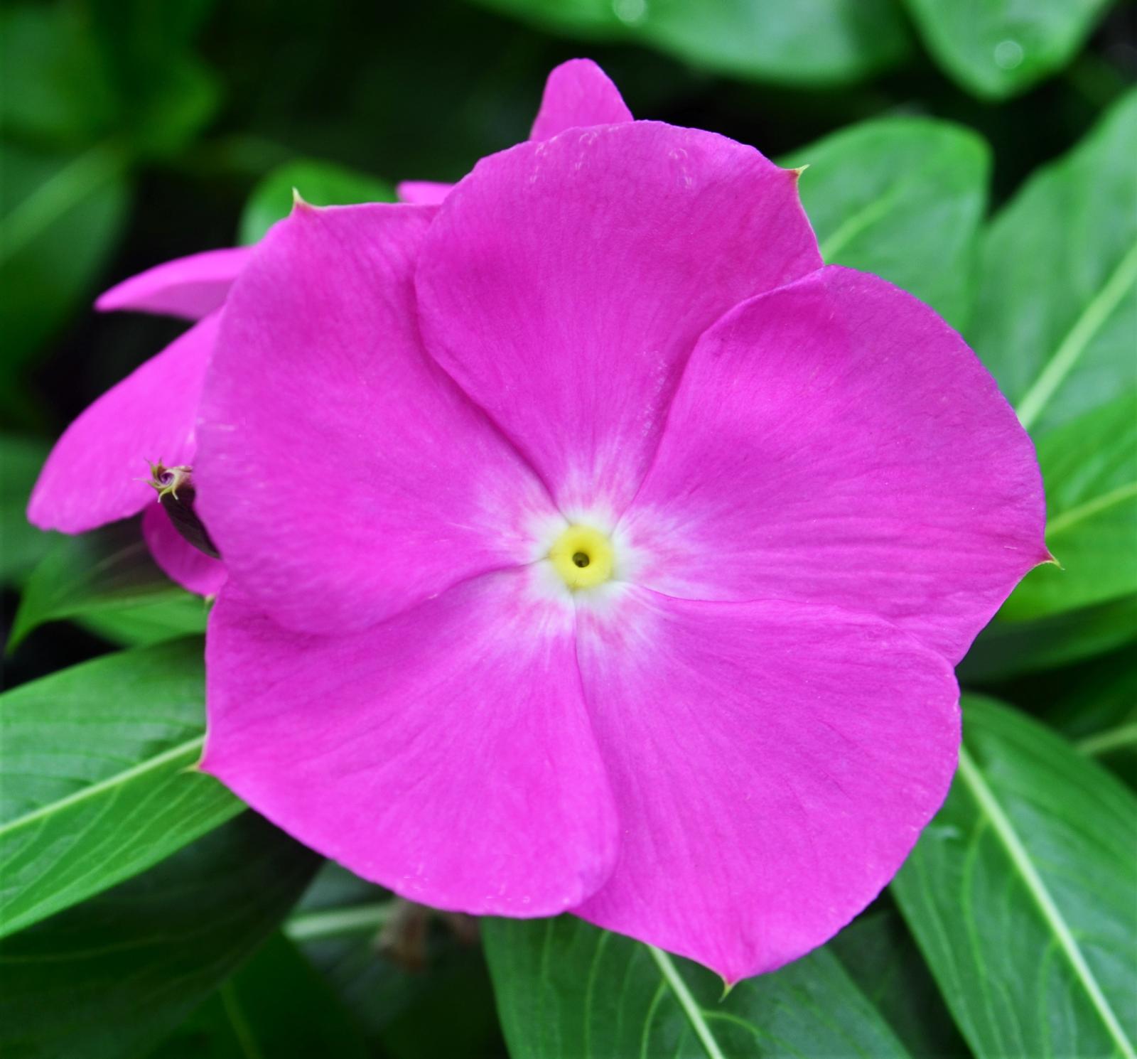 Vinca Catharanthus roseus Orchid from Hillcrest Nursery