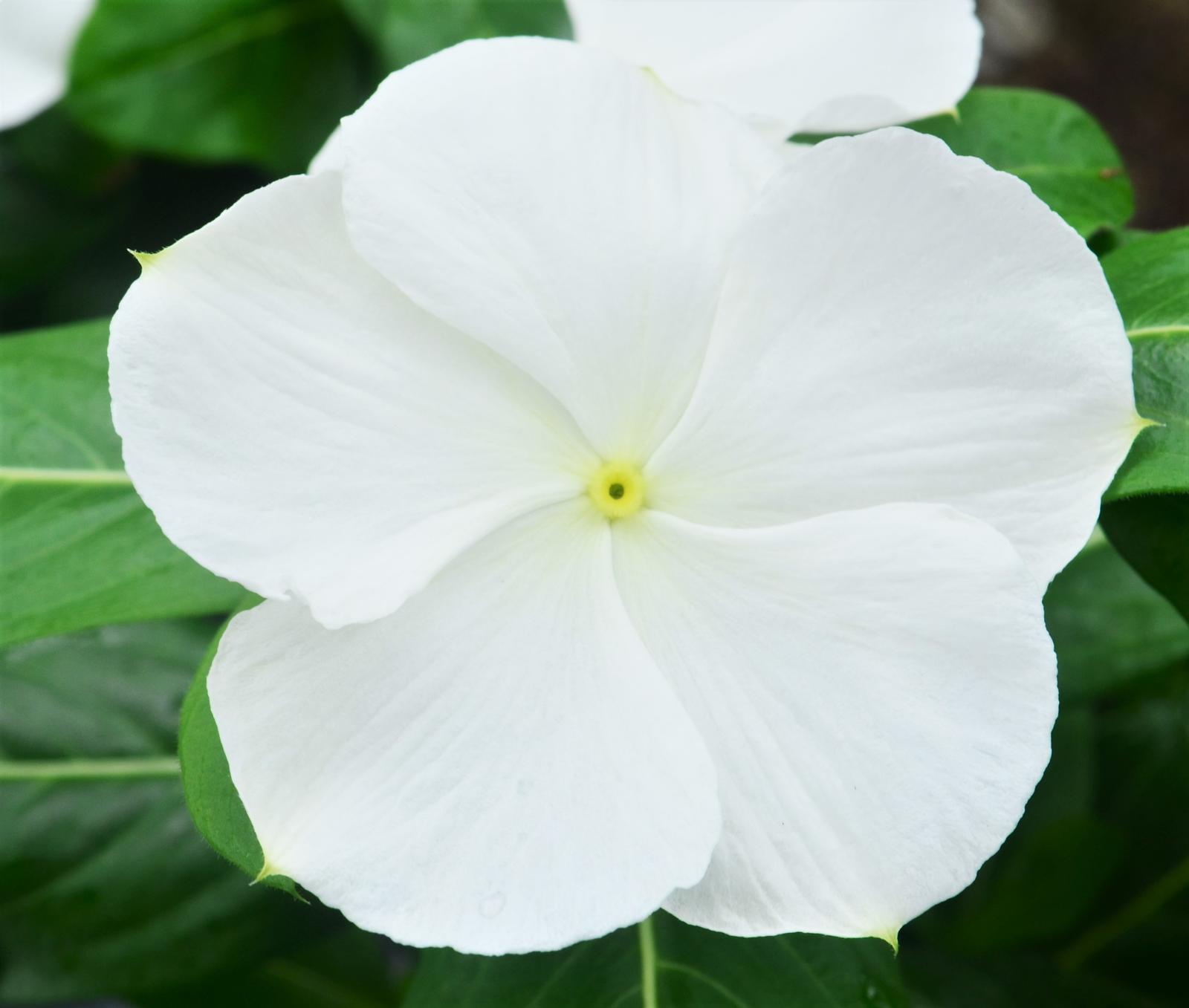 Catharanthus roseus Cora XDR 'White' - Vinca from Hillcrest Nursery