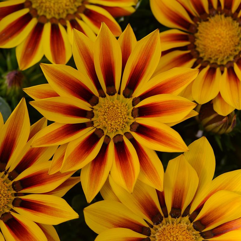 Gazania New Day Red Stripe Gazania splendens Red Stripe from Hillcrest ...