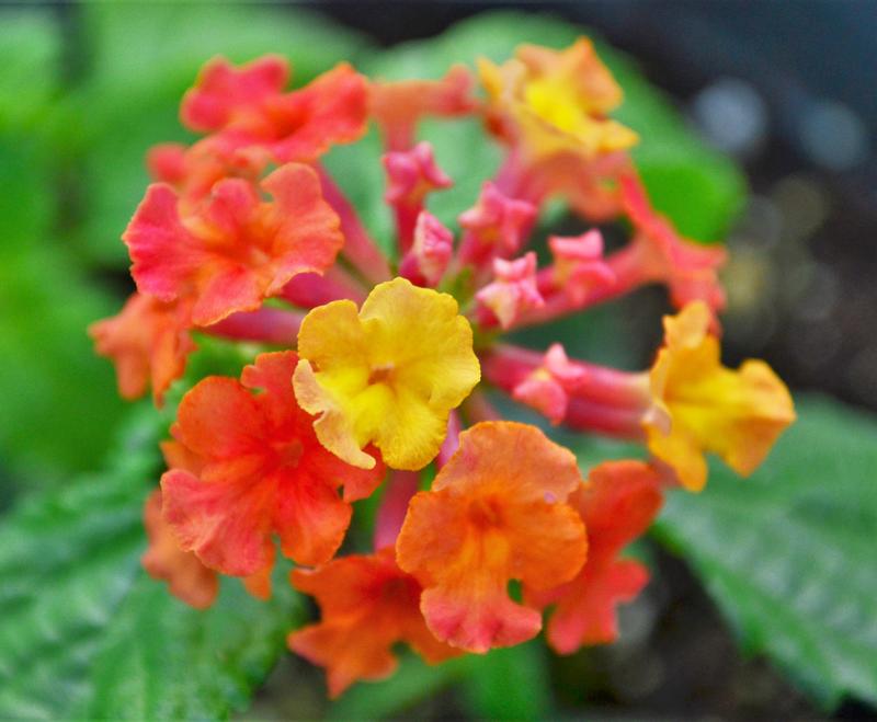 Lantana camara Bandolero 'Guava' - Lantana from Hillcrest Nursery