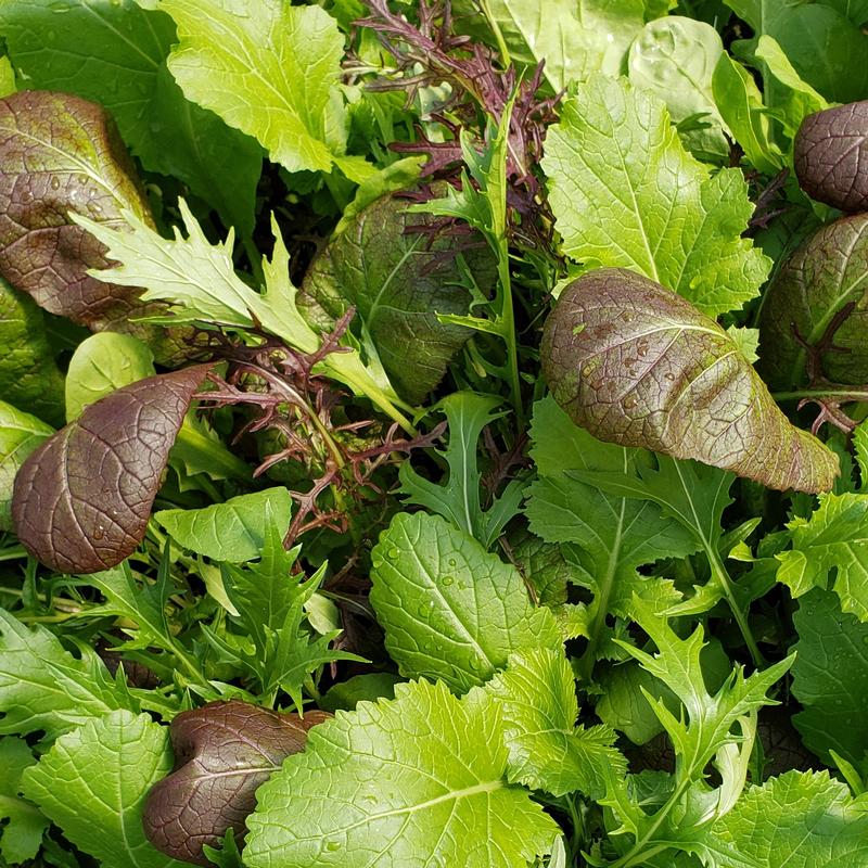 Lactuca sativus 'Sweet Salad Mix' - Lettuce from Hillcrest Nursery