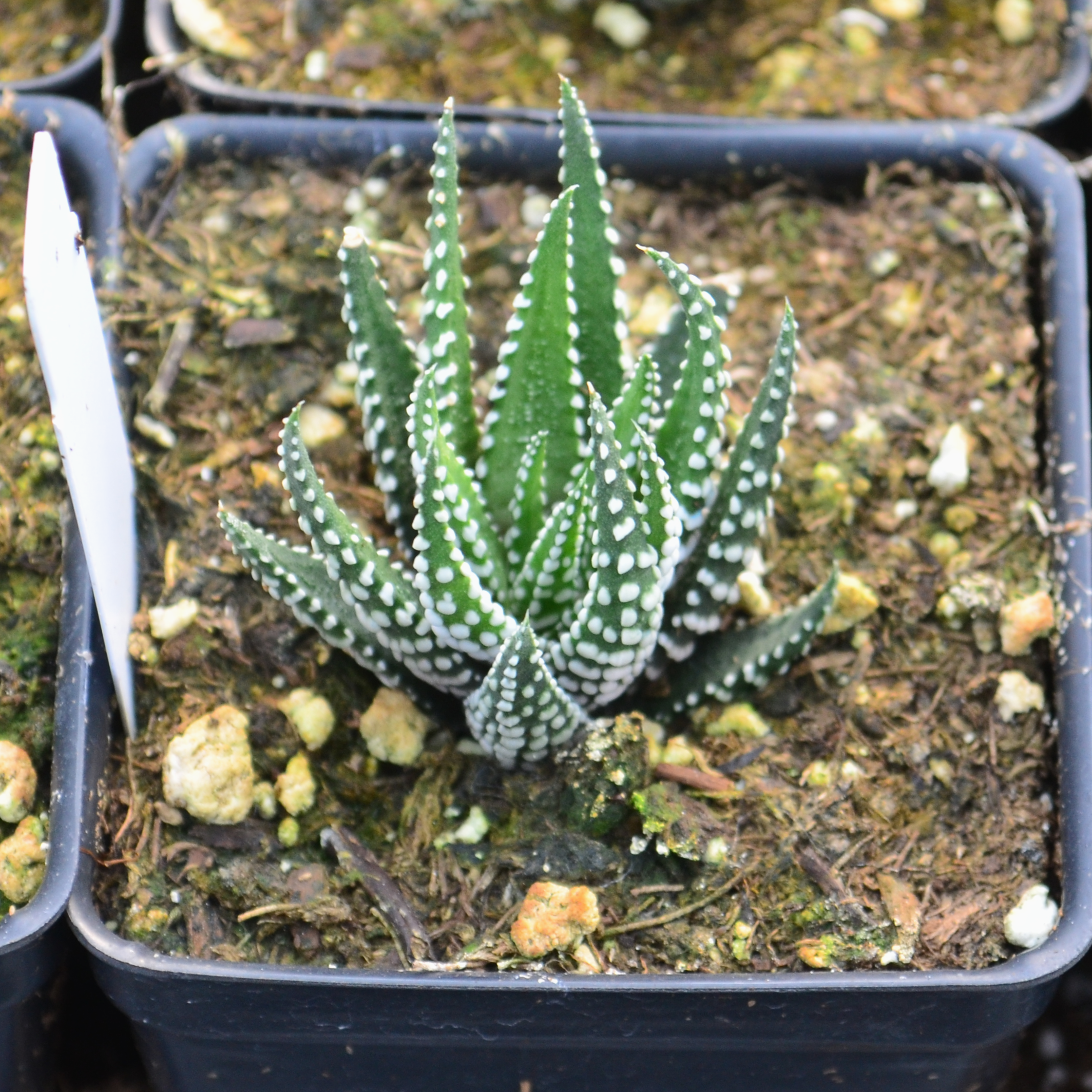 Haworthia fasciata 'Big Band' - Haworthia from Hillcrest Nursery