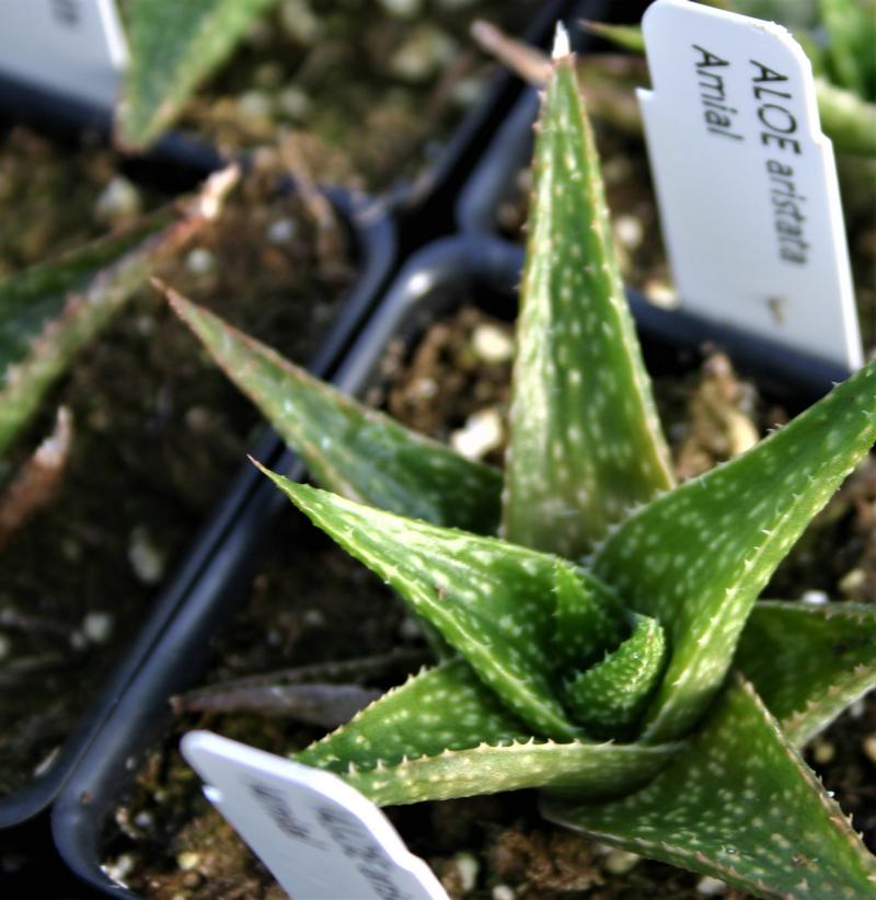 Aloe Aristata Amial Aloe Aristata Amial From Hillcrest Nursery 1543