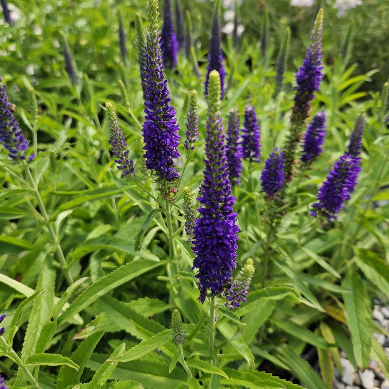 Veronica Vernique 'Blue Improved' - Speedwell from Hillcrest Nursery