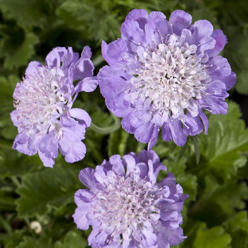 Scabiosa Giga 'Blue' - Pincushion Flower from Hillcrest Nursery