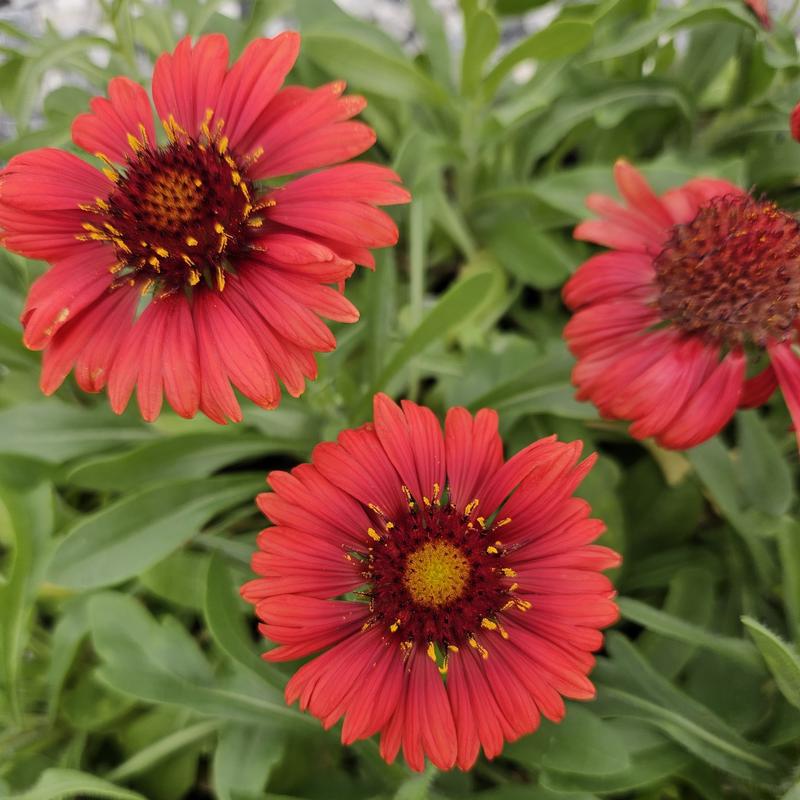 Gaillardia Spintop 'Red' - Blanket Flower from Hillcrest Nursery