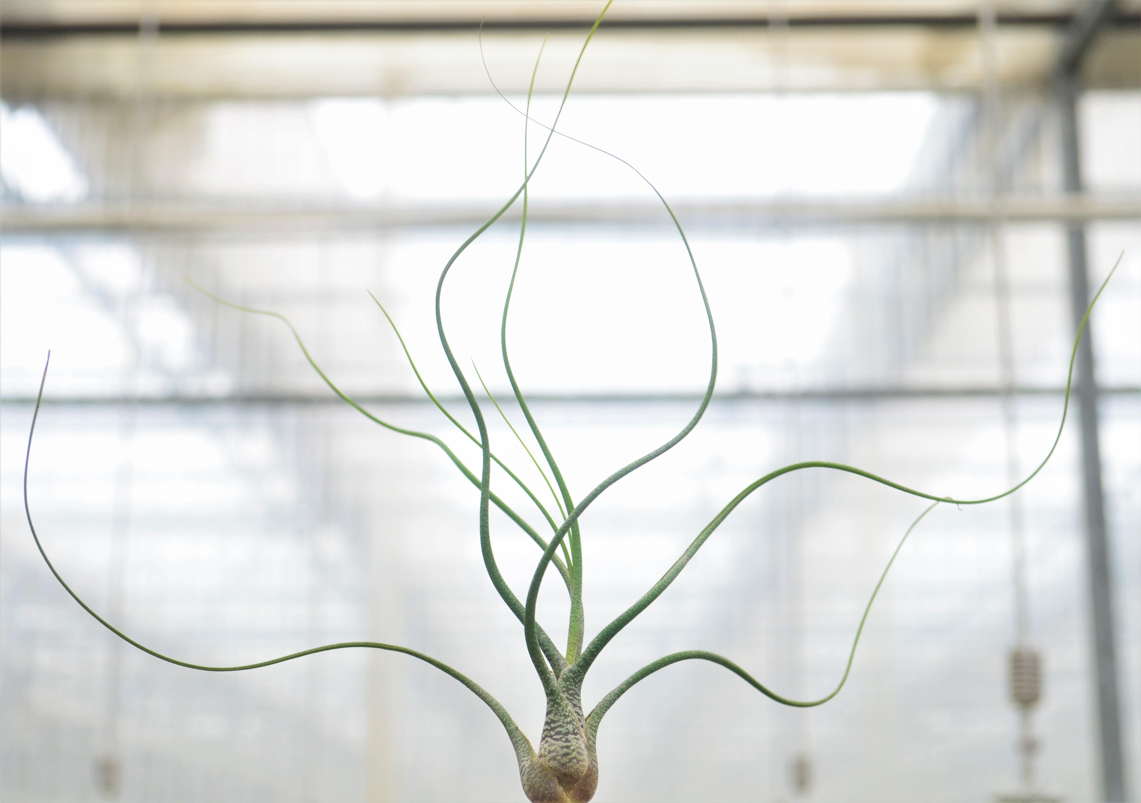 Tillandsia butzii - Air Plant from Hillcrest Nursery