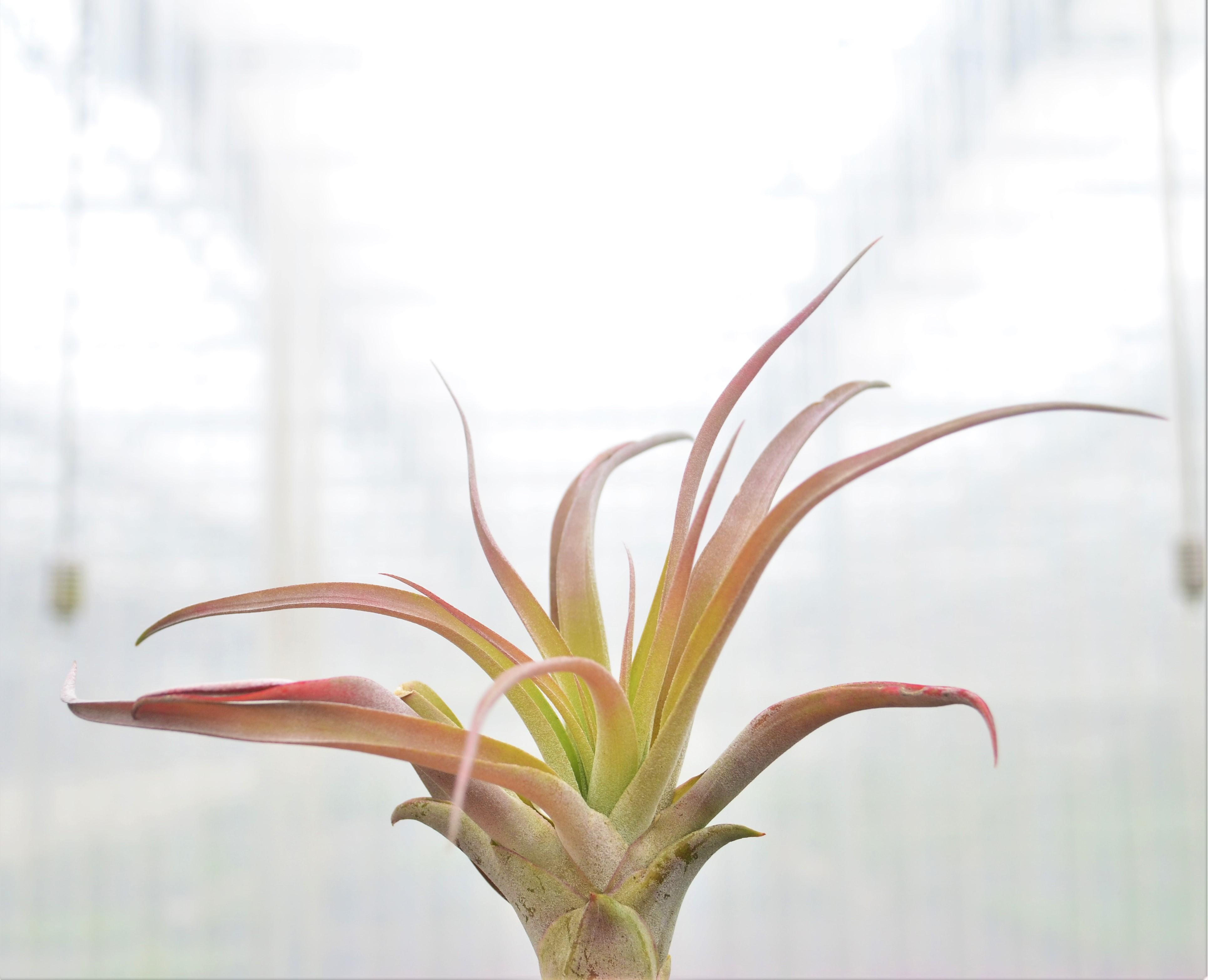 Tillandsia capitata 'Peach' - Air Plant from Hillcrest Nursery