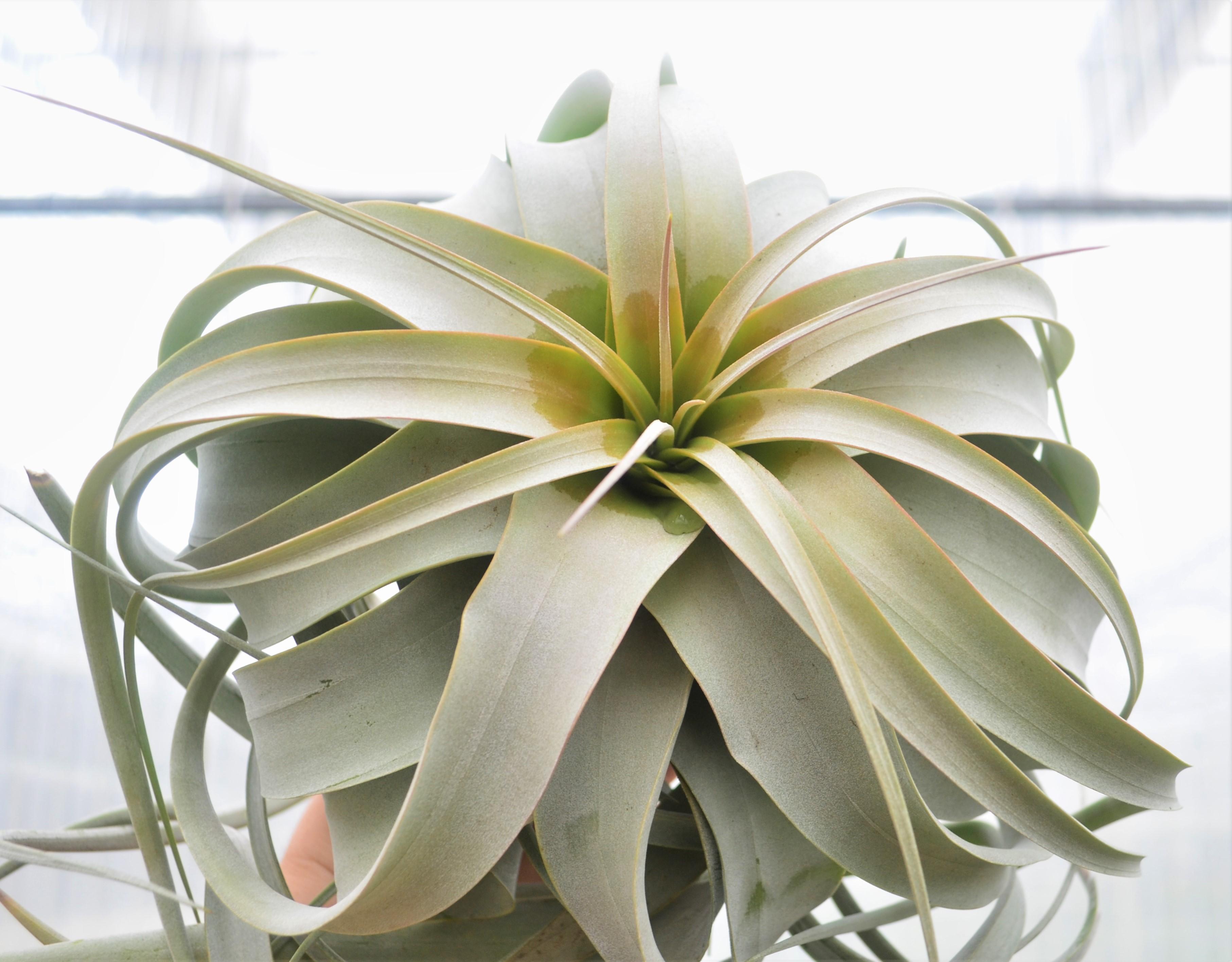 Tillandsia xerografica 'Large' - Air Plant from Hillcrest Nursery