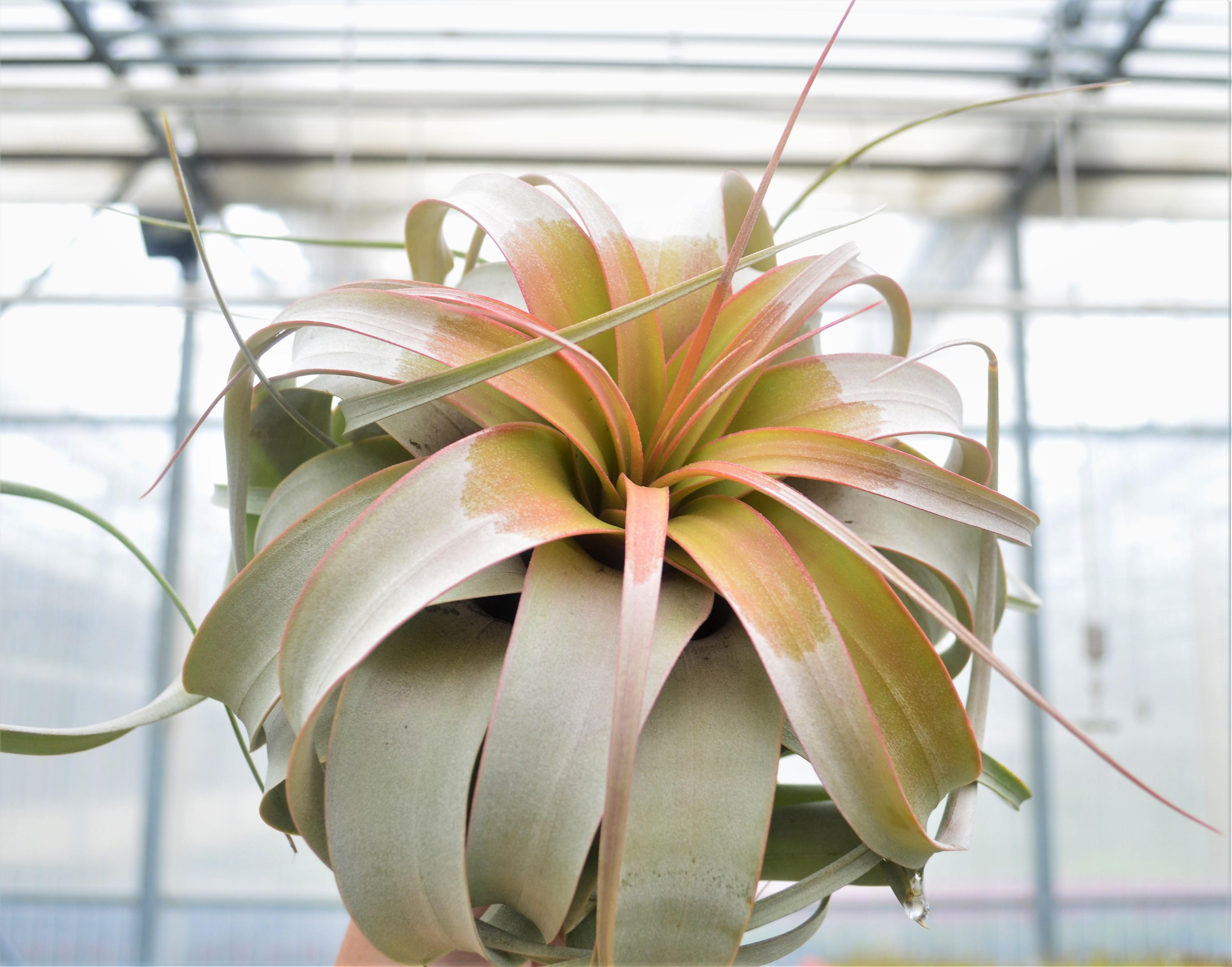 Tillandsia xerografica 'Medium' - Air Plant from Hillcrest Nursery