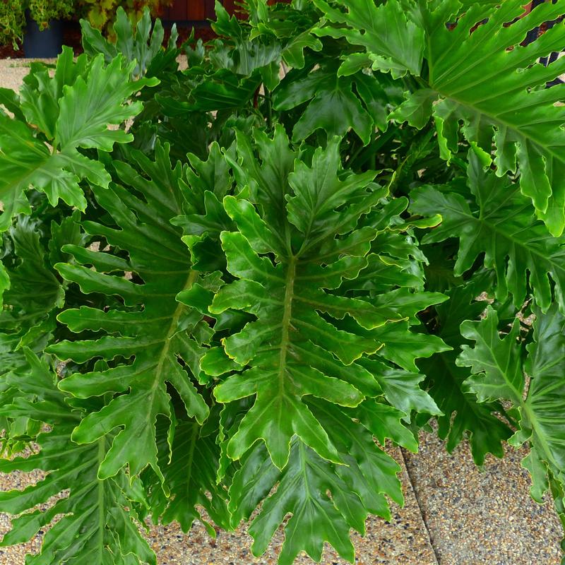 Philodendron 'Shangri-La' - Philodendron Shangri-La from Hillcrest Nursery