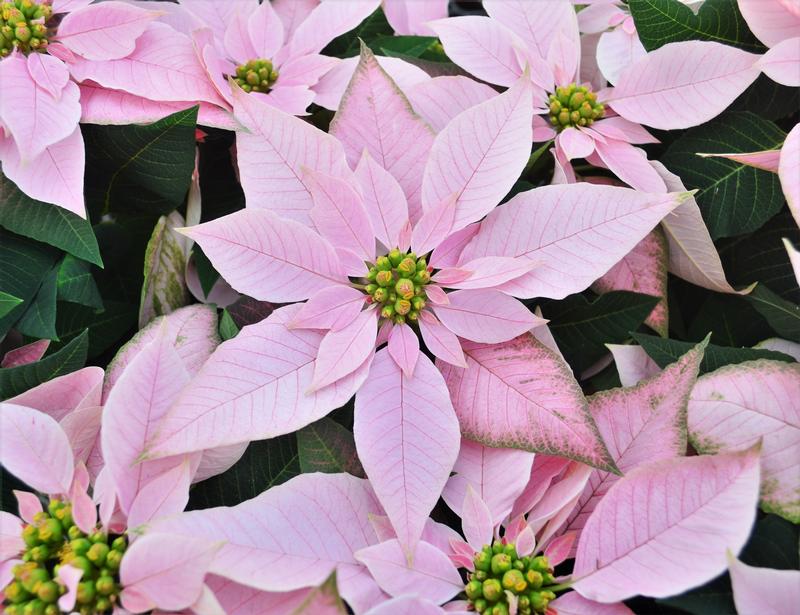 pale pink poinsettia