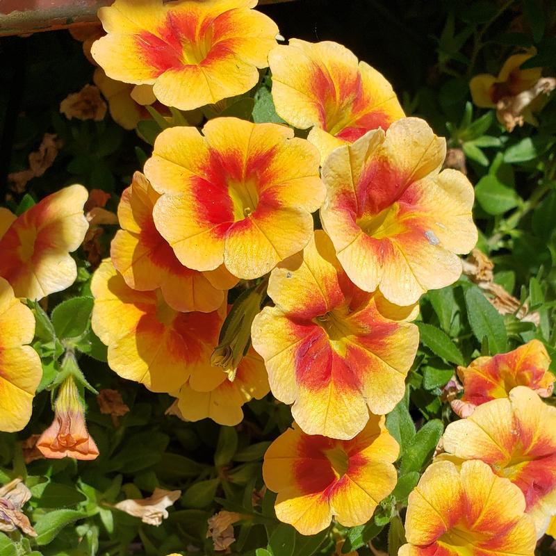 Calibrachoa Hula 'Gold Medal' - Calibrachoa Hula Gold Medal from Hillcrest Nursery