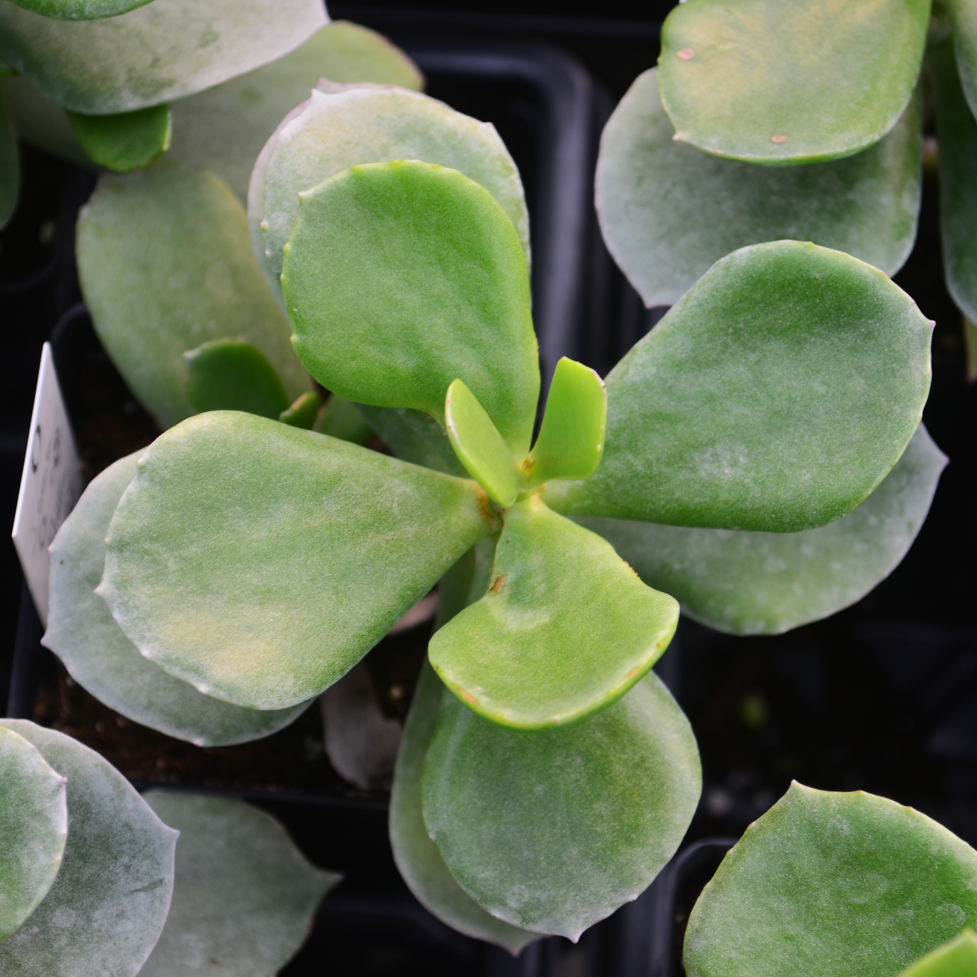 Cotyledon orbiculata 'Green Ear' - Pigs Ear from Hillcrest Nursery