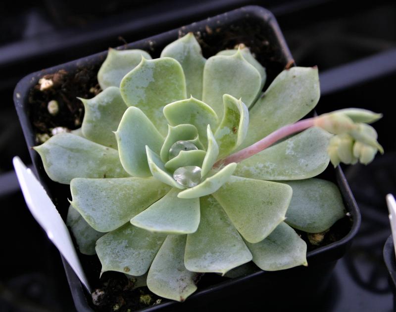 Echeveria pumila Echeveria pumila from Hillcrest Nursery