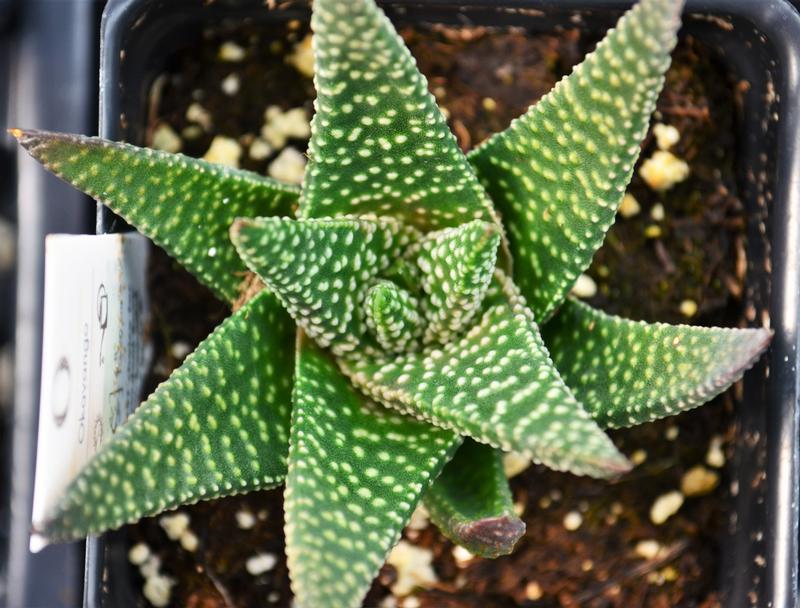 Gasteria Okavango Gasteria Okavango from Hillcrest Nursery