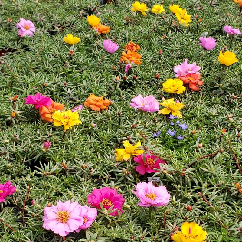 Portulaca Portulaca grandiflora Caliente Mix from Hillcrest Nursery