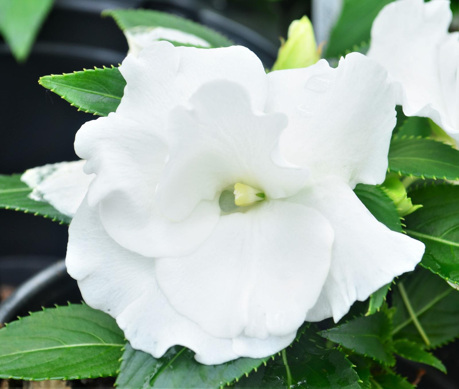 Impatiens hawkeri Roller Coaster 'White Lightning' - Impatiens - New Guinea from Hillcrest Nursery