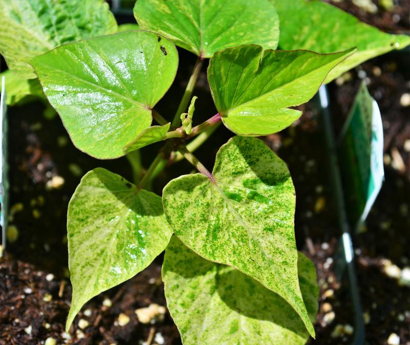 Ipomoea batatas Sweet Georgia 'Green Splash' - Sweet Potato Vine from Hillcrest Nursery