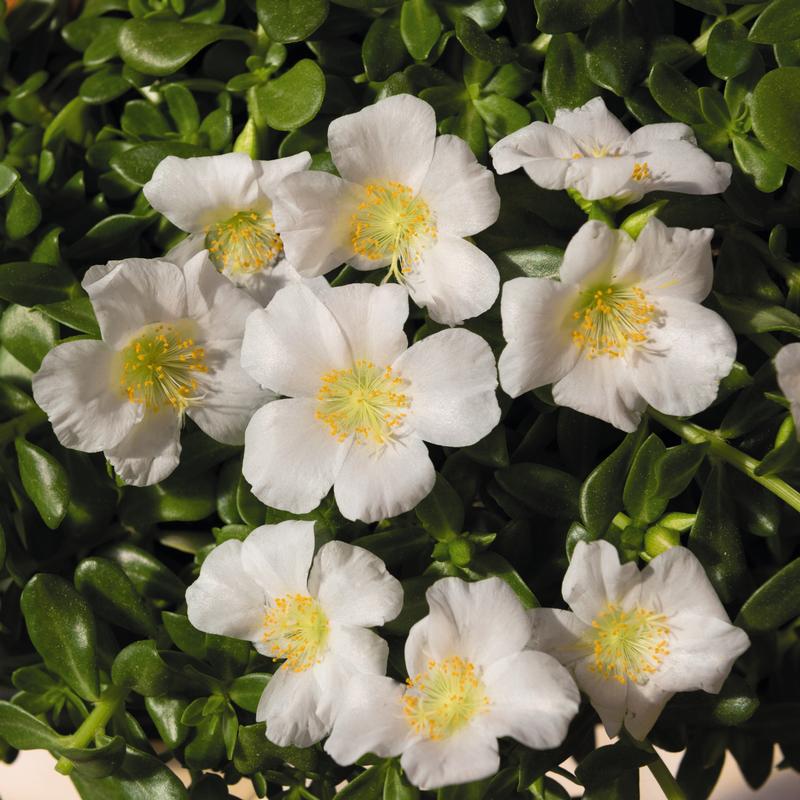 Portulaca oleracea Cupcakes 'Coconut' - Portulaca Cupcakes Coconut from Hillcrest Nursery