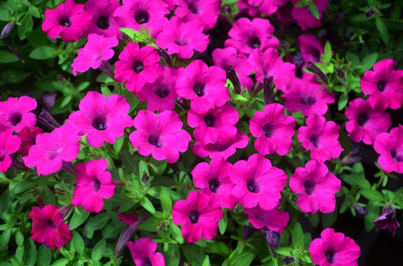 Petunia Petunia Magenta from Hillcrest Nursery