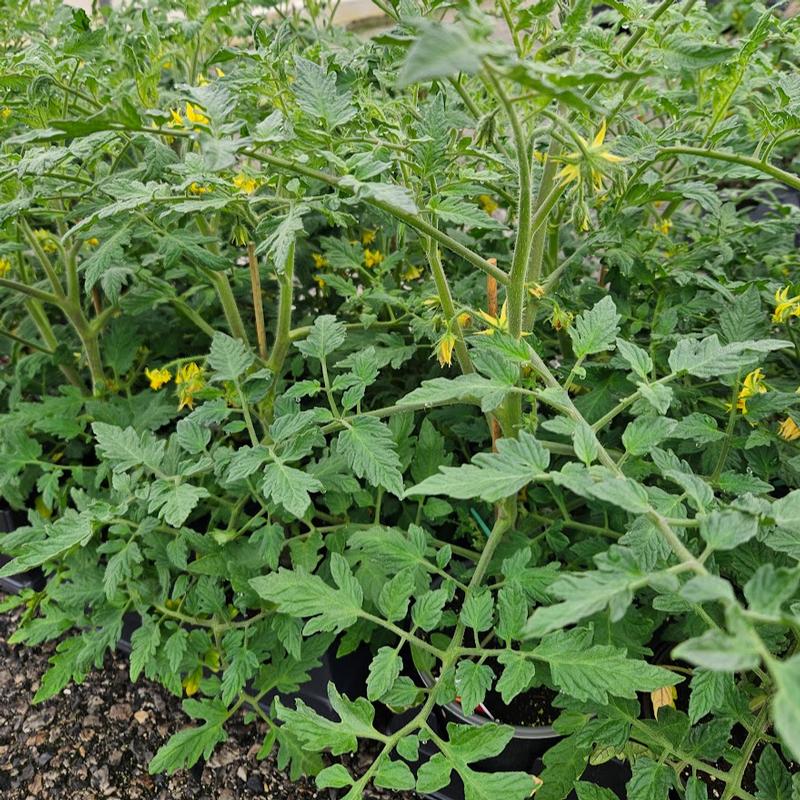 Lycopersicon esculentum 'Mortgage Lifter' - Tomato from Hillcrest Nursery