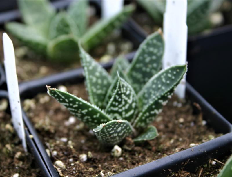 Gasteria 'Royal Wolfgang' - Gasteria Royal Wolfgang from Hillcrest Nursery