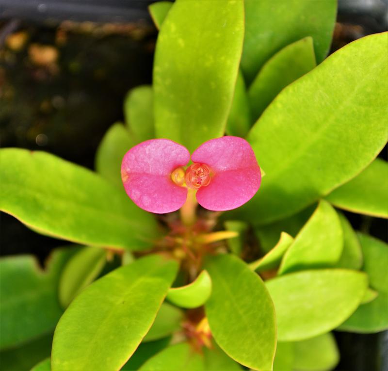 Euphorbia milii 'Rhea' - Crown of Thorns from Hillcrest Nursery