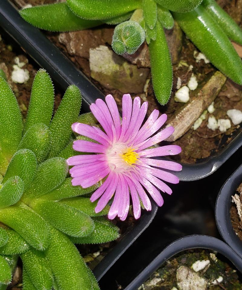 Ice Plant Delosperma Pink From Hillcrest Nursery