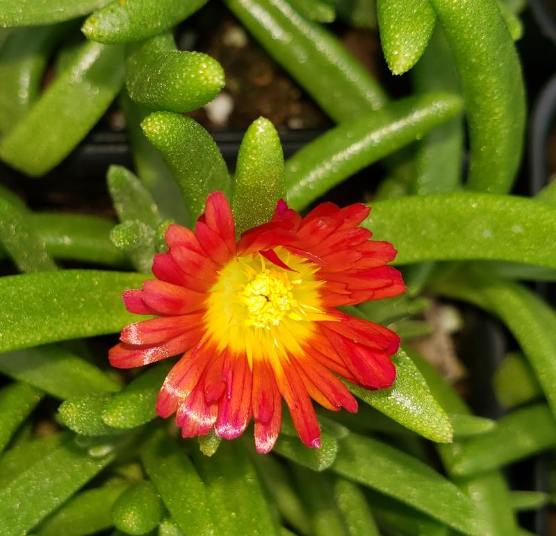 Ice Plant Delosperma Red From Hillcrest Nursery