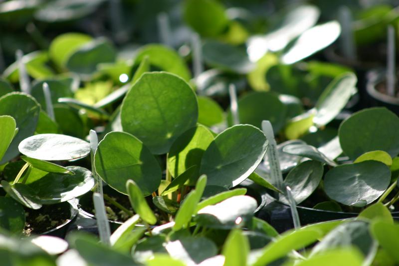 Pilea peperomoides - Chinese Money Plant from Hillcrest Nursery