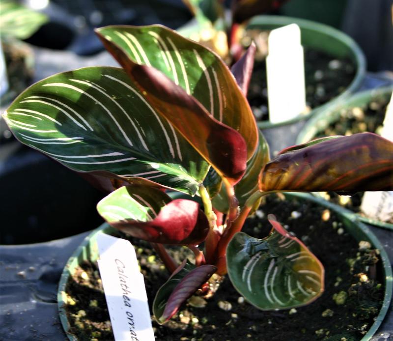 Calathea ornata 'Sanderiana' - Calathea ornata Sanderiana from Hillcrest Nursery