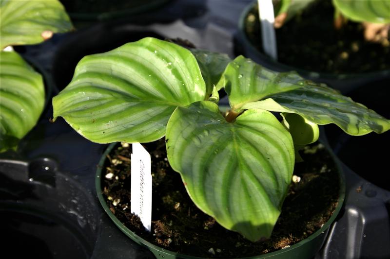 Calathea rotundifolia Calathea rotundifolia from Hillcrest Nursery