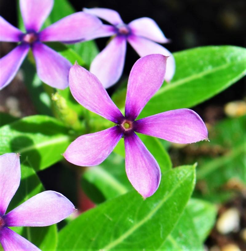 Catharanthus hybrid Soiree Kawaii 'Blueberry Kiss' - Catharanthus from Hillcrest Nursery