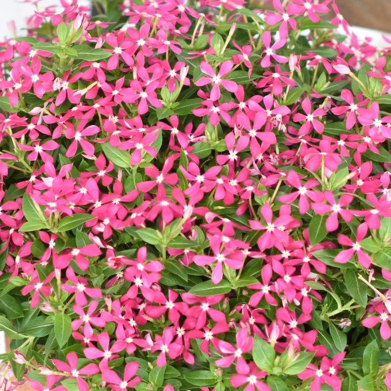 Catharanthus Catharanthus hybrid Coral Reef from Hillcrest Nursery