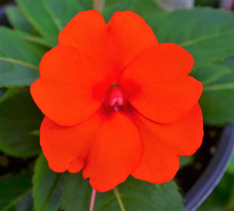 Impatiens hawkeri Sunpatiens Compact 'Electric Orange' - Sunpatiens from Hillcrest Nursery