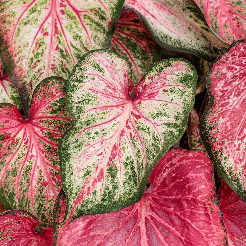 Blushing Bride Caladium