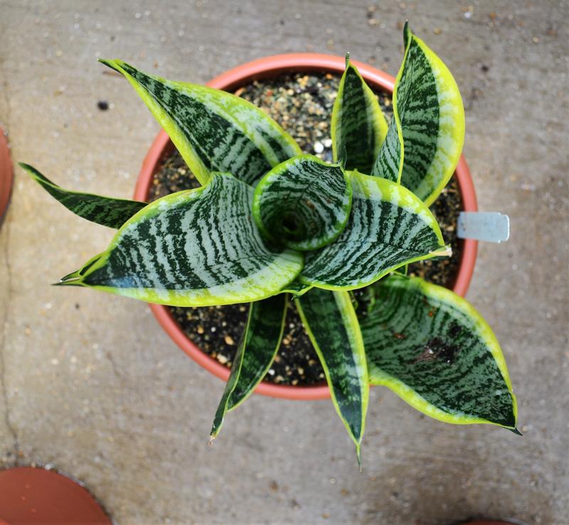 Sansevieria superba 'Futura Green/Yellow' - Snake Plant from Hillcrest Nursery