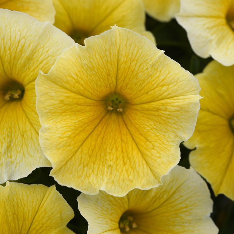 Petunia 'Bee's Knees' - Petunia Bee's Knees from Hillcrest Nursery