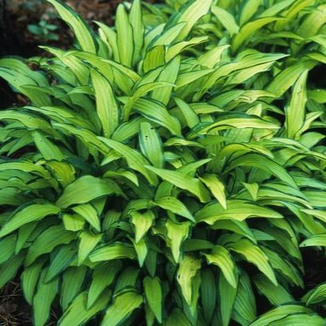 Hosta 'Kabitan' - Plantain Lily from Hillcrest Nursery