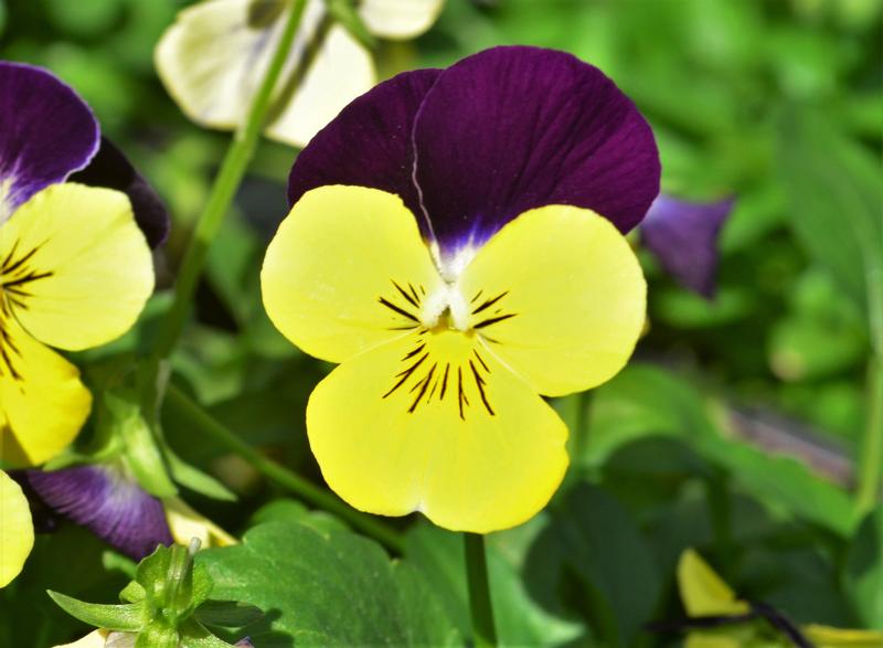 Viola cornuta Deltini 'Yellow Jump Up' - Viola from Hillcrest Nursery