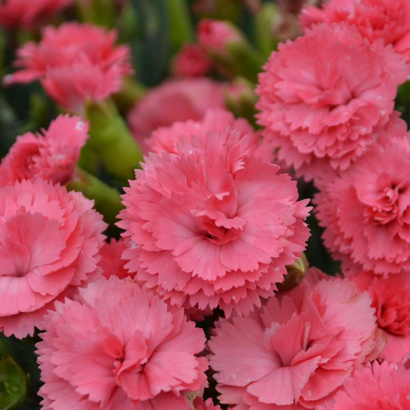 Dianthus Classic Coral Dianthus Classic Coral from Hillcrest Nursery