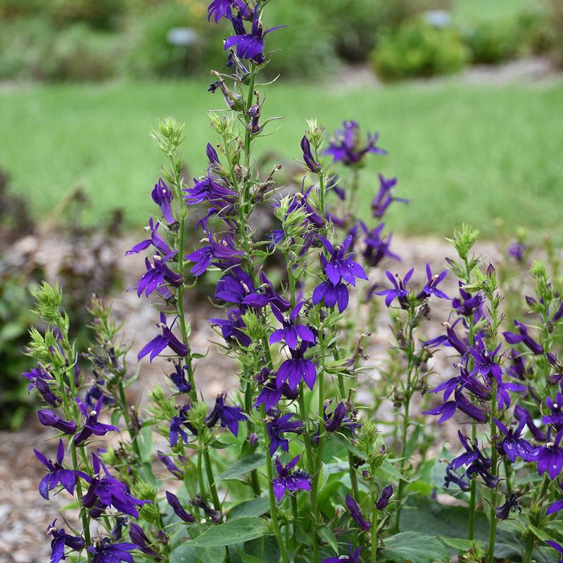 Lobelia speciosa Starship 'Blue' - Cardinal Flower from Hillcrest Nursery